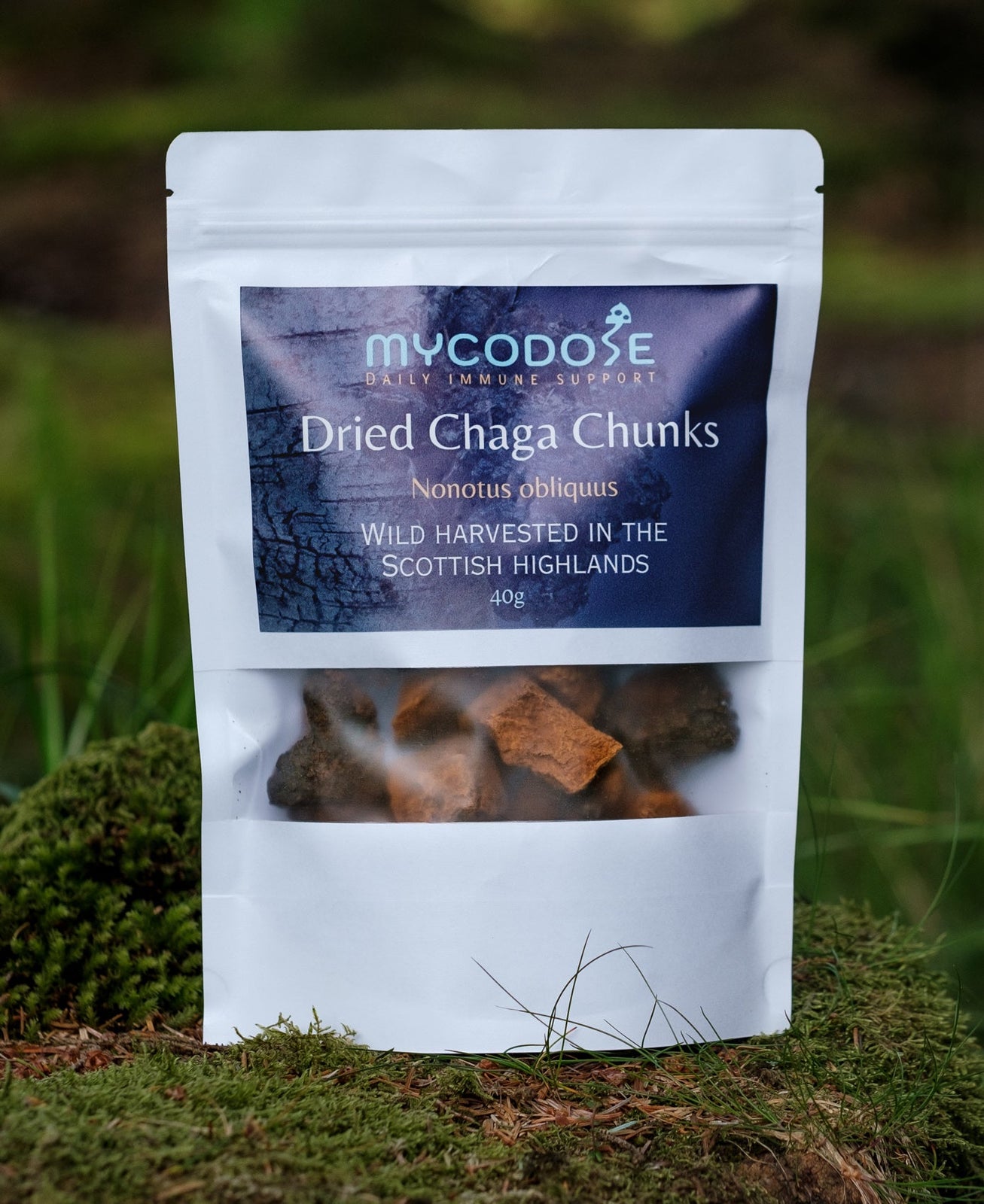The Health Benefits of Chaga and the Importance of Wild Harvesting