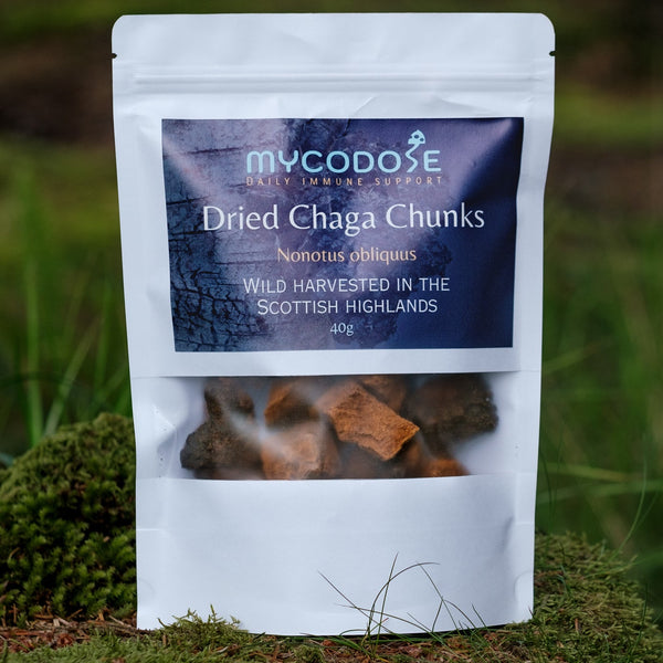 The Health Benefits of Chaga and the Importance of Wild Harvesting