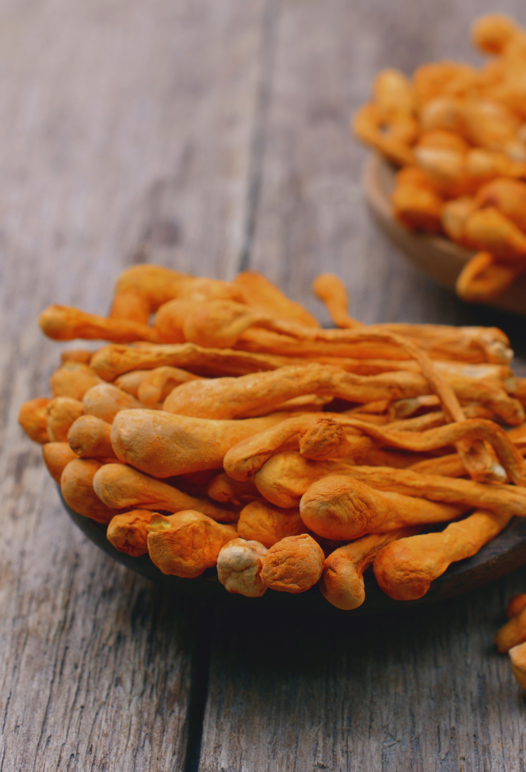 British Isles Cordyceps Militaris Tincture for pets (50ml)