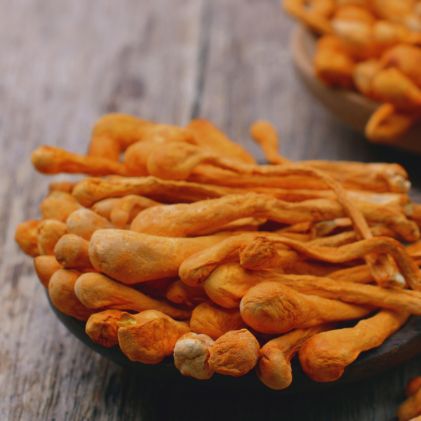 British Isles Cordyceps Militaris Tincture for pets (50ml)