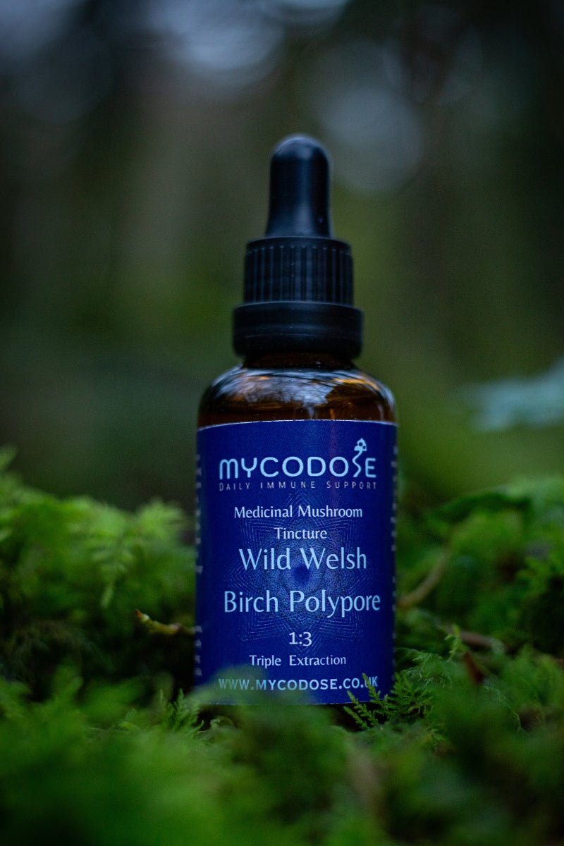 Birch Polypore Tincture (50ml)