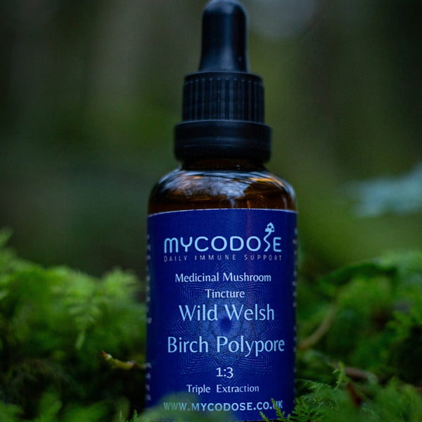 Birch Polypore Tincture (50ml)