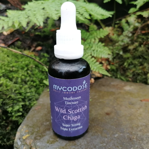 Wild Scottish Chaga Tincture (50ml)