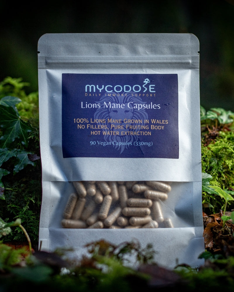 Welsh Lions Mane dried hot water extracted Capsules (90 one months supply)