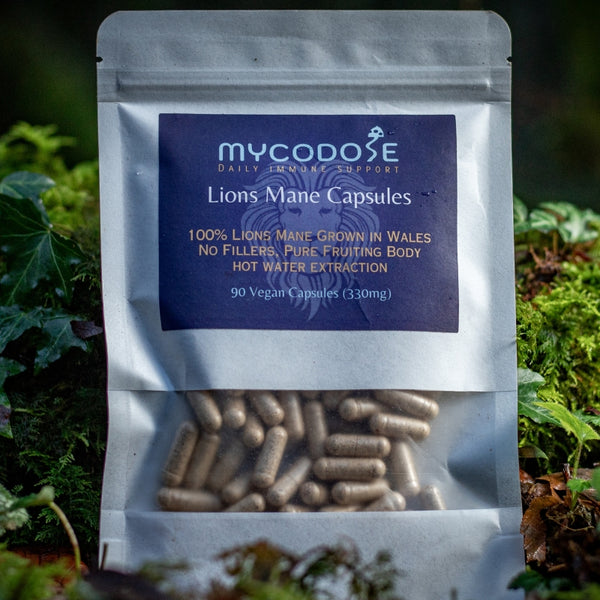 Welsh Lions Mane dried hot water extracted Capsules (90 one months supply)