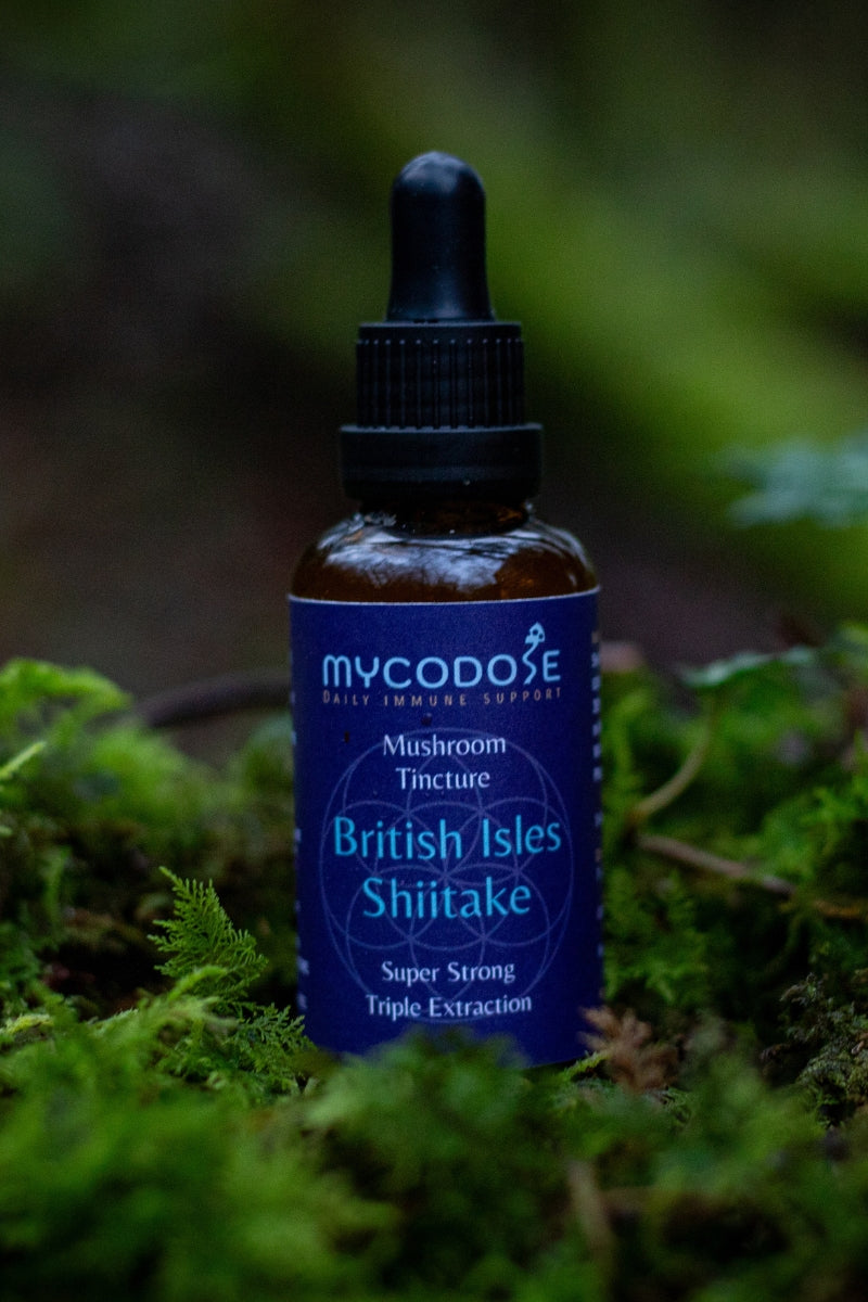 Welsh Shiitake Tincture (50ml)