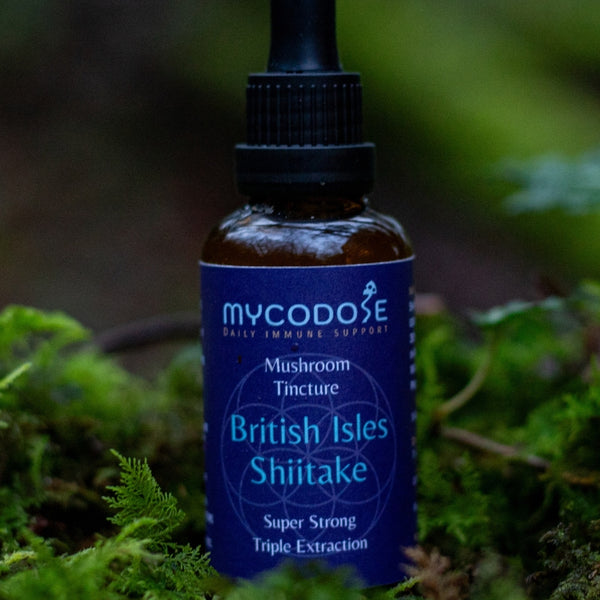 Welsh Shiitake Tincture (50ml)