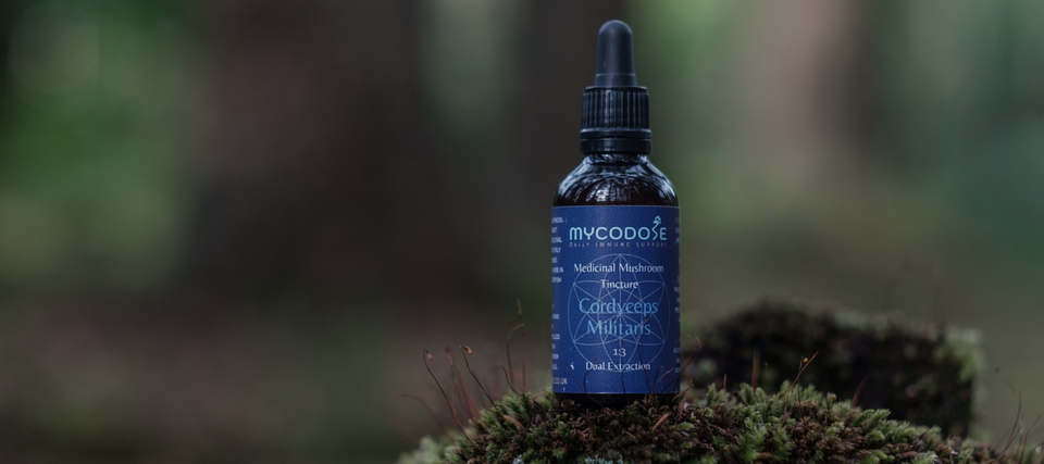  Medicinal Mushrooms Grown and Foraged From The British Isles
