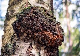 Wild Scottish Chaga Tincture (50ml)