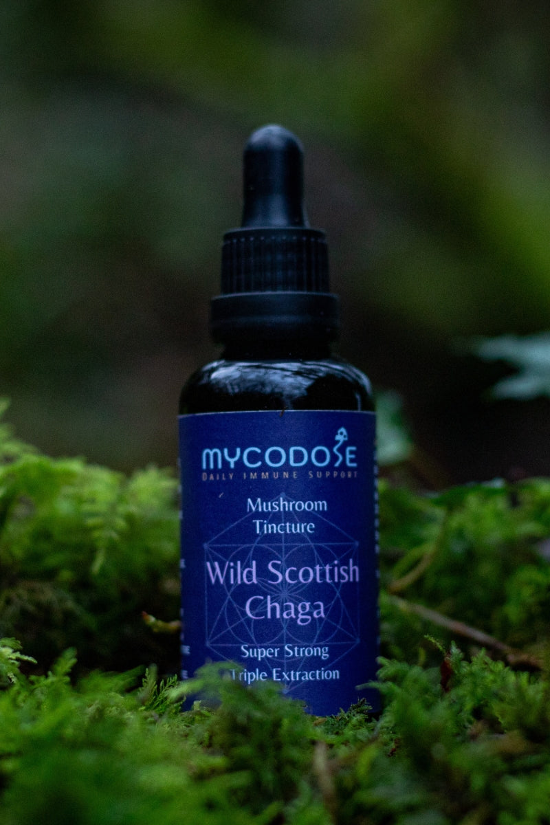 Wild Scottish Chaga Tincture (50ml)