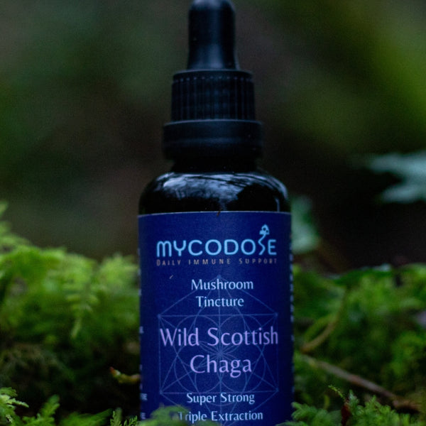 Wild Scottish Chaga Tincture (50ml)